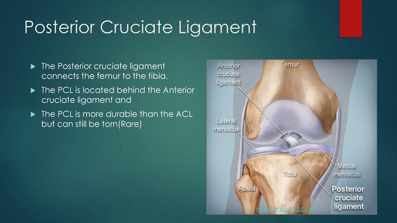 لیگامان صلیبی خلفی